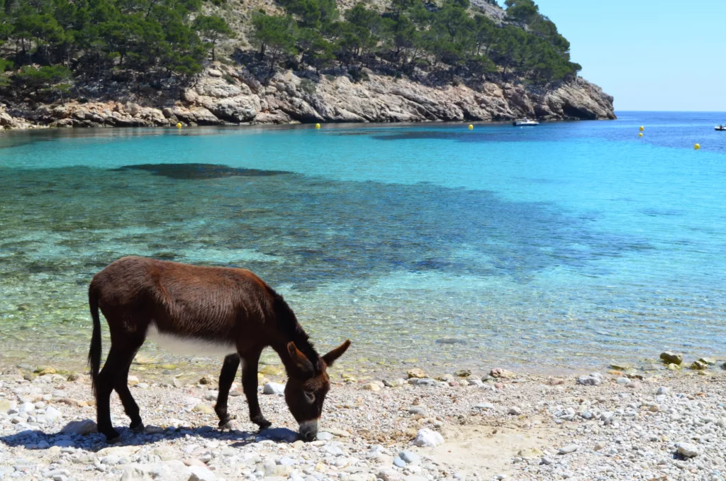A brown donkey searching for food on the beach of Cala Murta Port, Spain