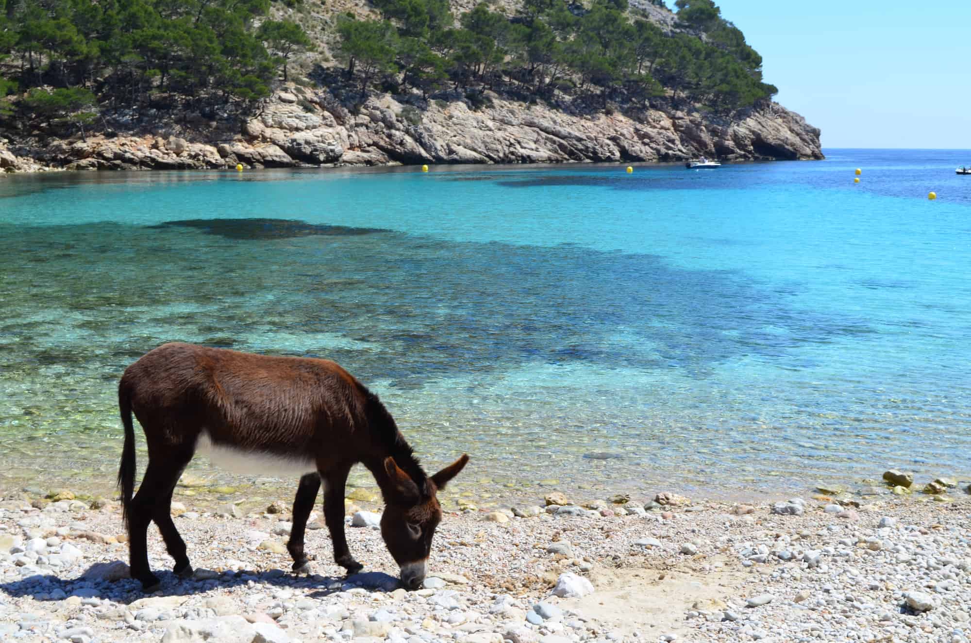 Top 15 Best Beaches In North Mallorca: Your Ultimate Guide (2023)