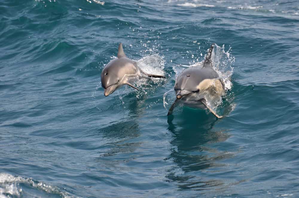 Two dolphins swim and happily jump out of the water