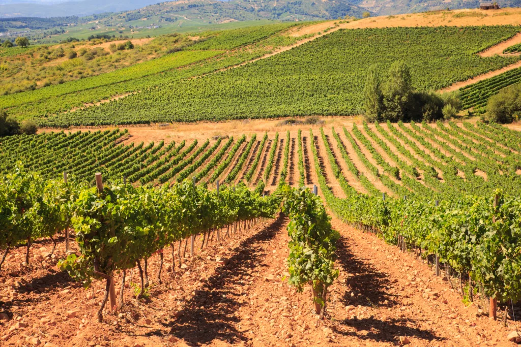 View of vineyards in the Spanish countryside, the territory of Villafranca del Bierzo
