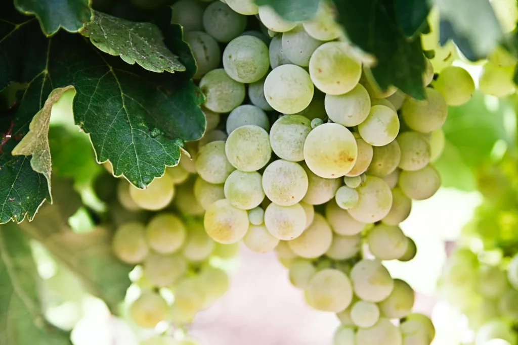 photography of green grapes