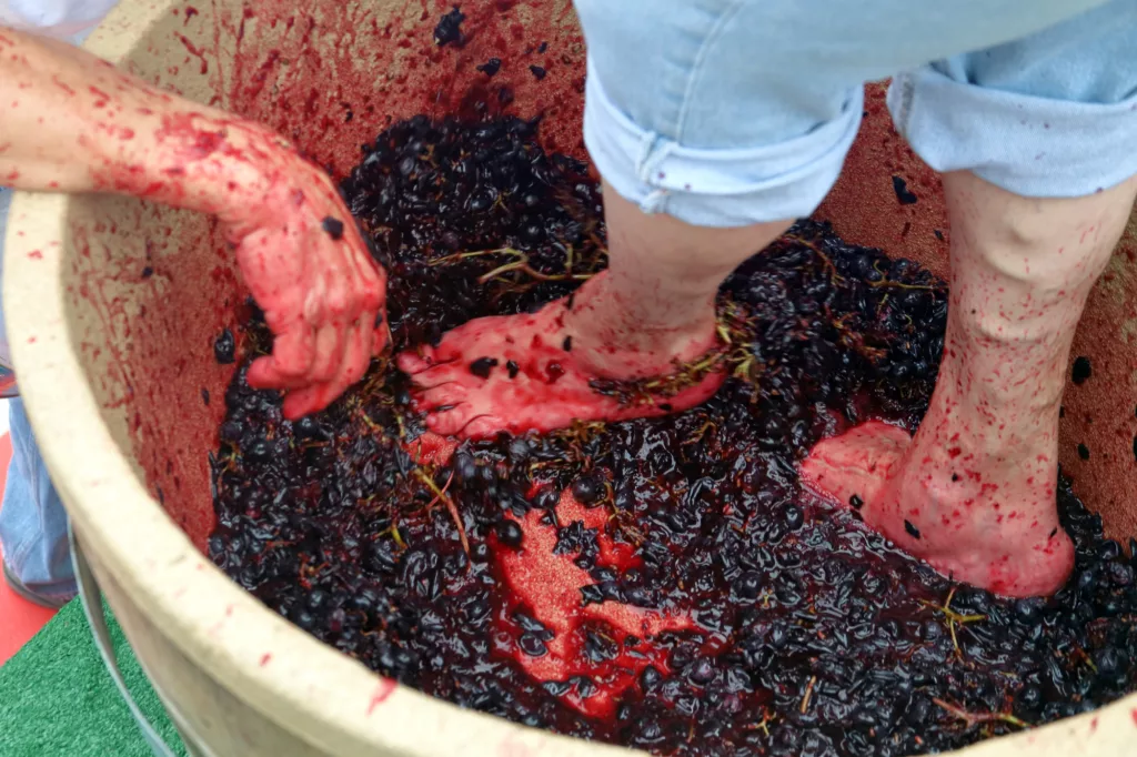 Feet and hand stomping grapes