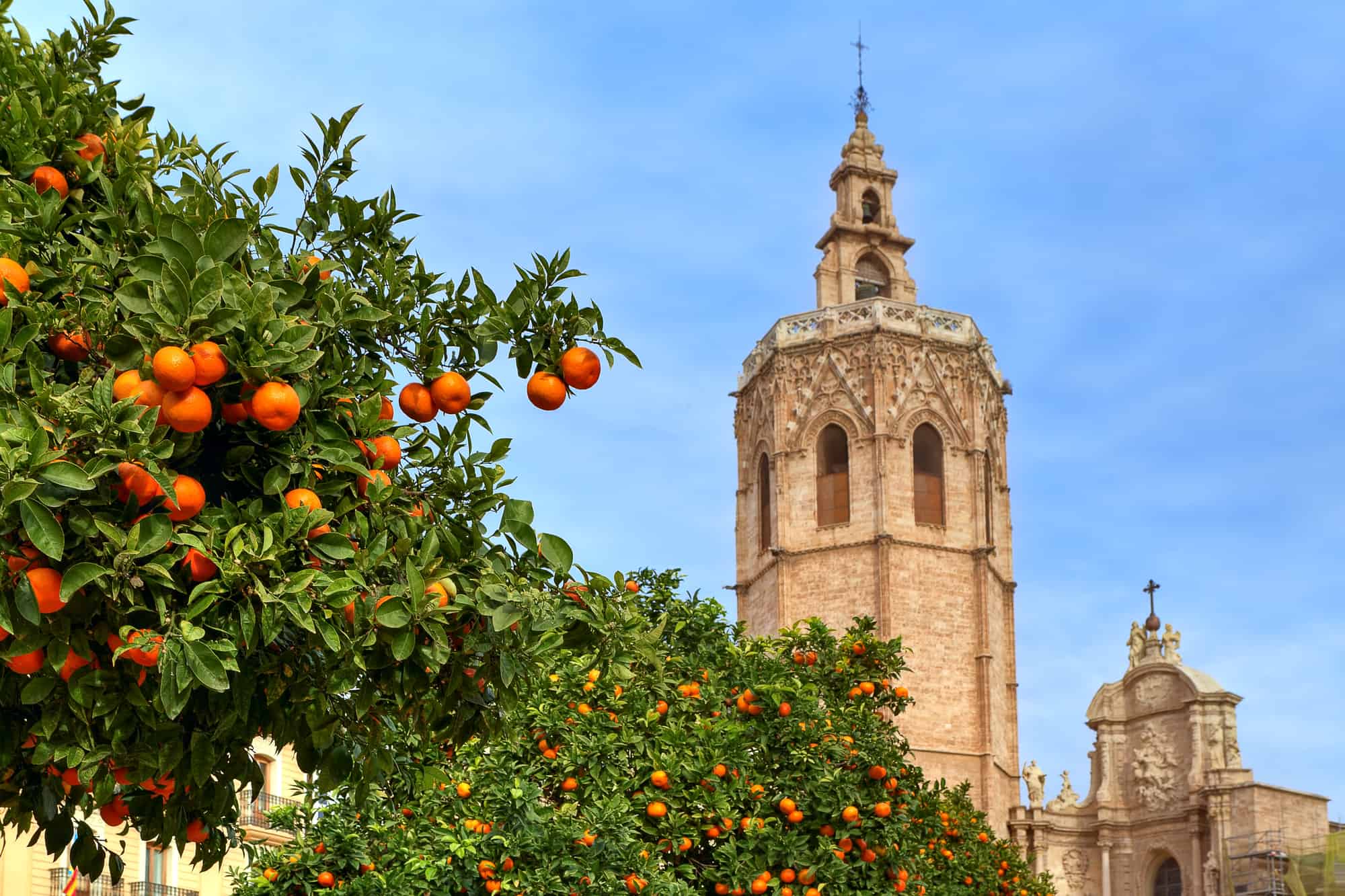 Trees with ripe oranges and the bell tower of the famous Saint Mary's Cathedral on the background under blue sky in Valencia, Spain.