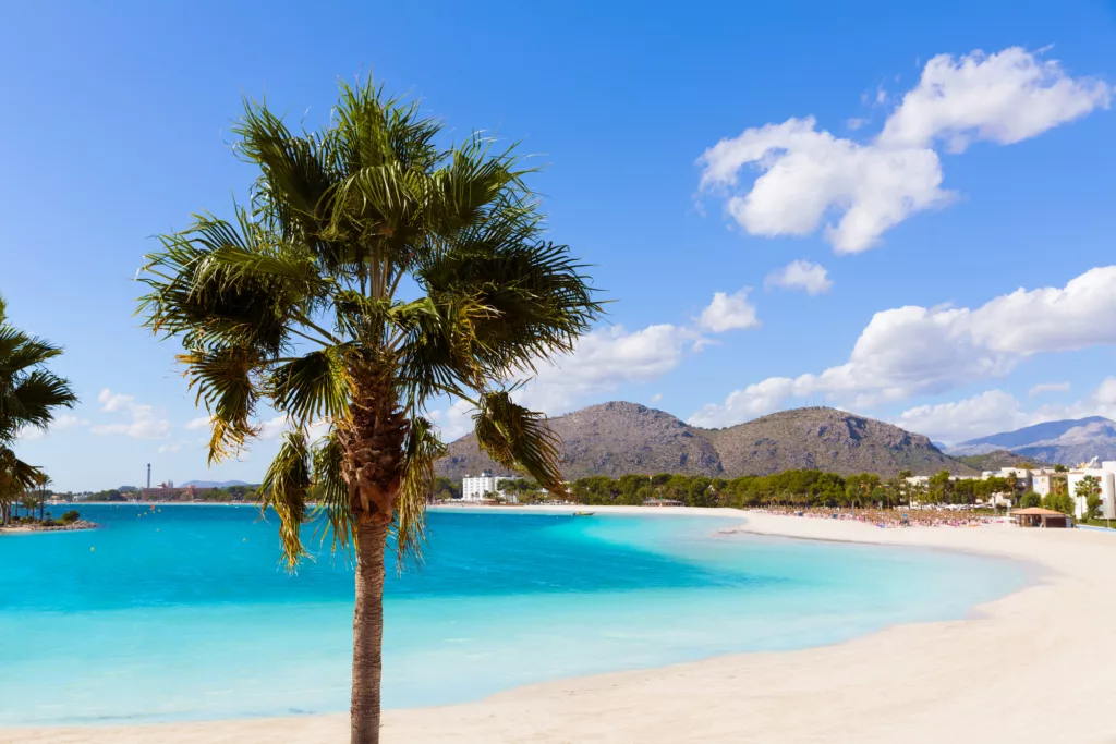 Platja de Alcudia beach palm trees in Mallorca at Balearic islands of Spain