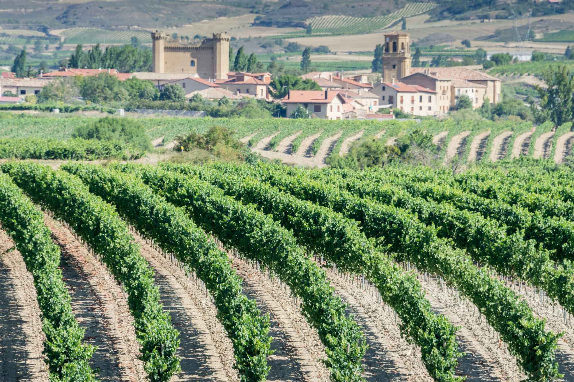 Vineyard, sajazarra as background, la rioja
