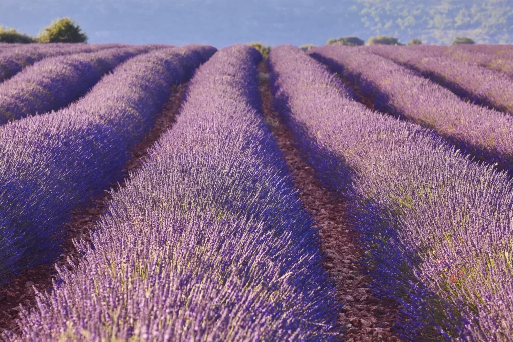 Lavender fields in summer.