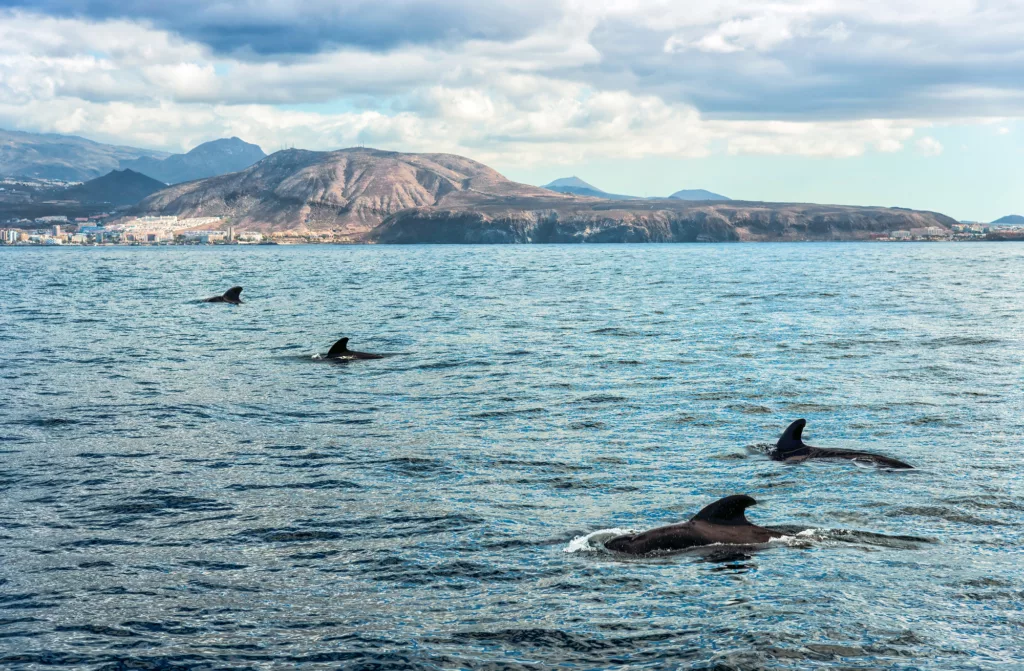 View of Pilot whales on Tenerife
