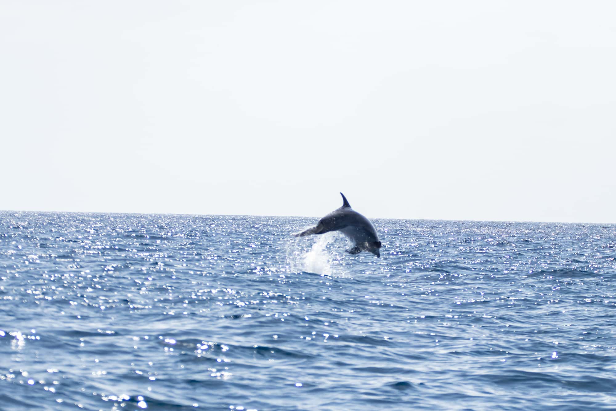 Whale watching in Tenerife