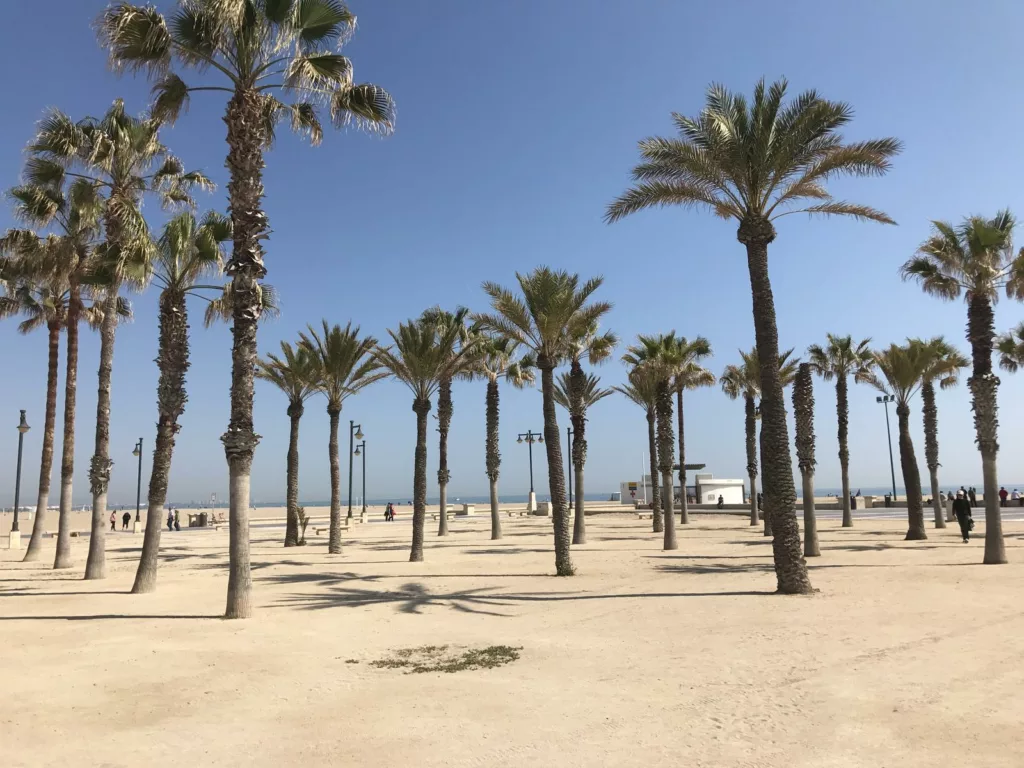 Palmtrees at Las Arenas beach in Valencia