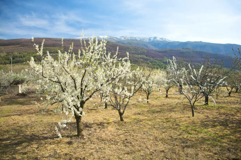 Almond trees at valley of jerte in caceres spain in February