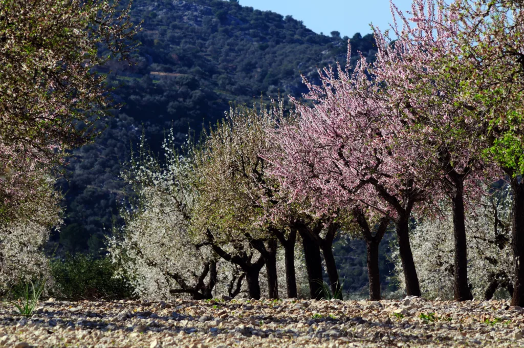 Blossoming almond-tree, Majorca, Spain in February