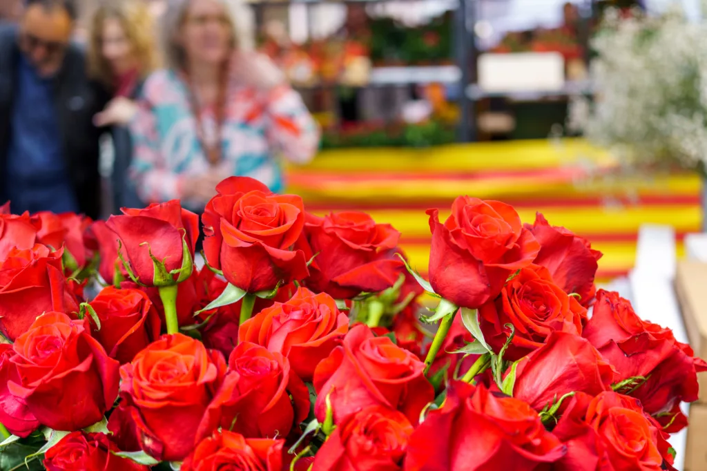 Red rose with an ear of wheat, Sant Jordi celebration on April 23rd in Catalonia, Spain.