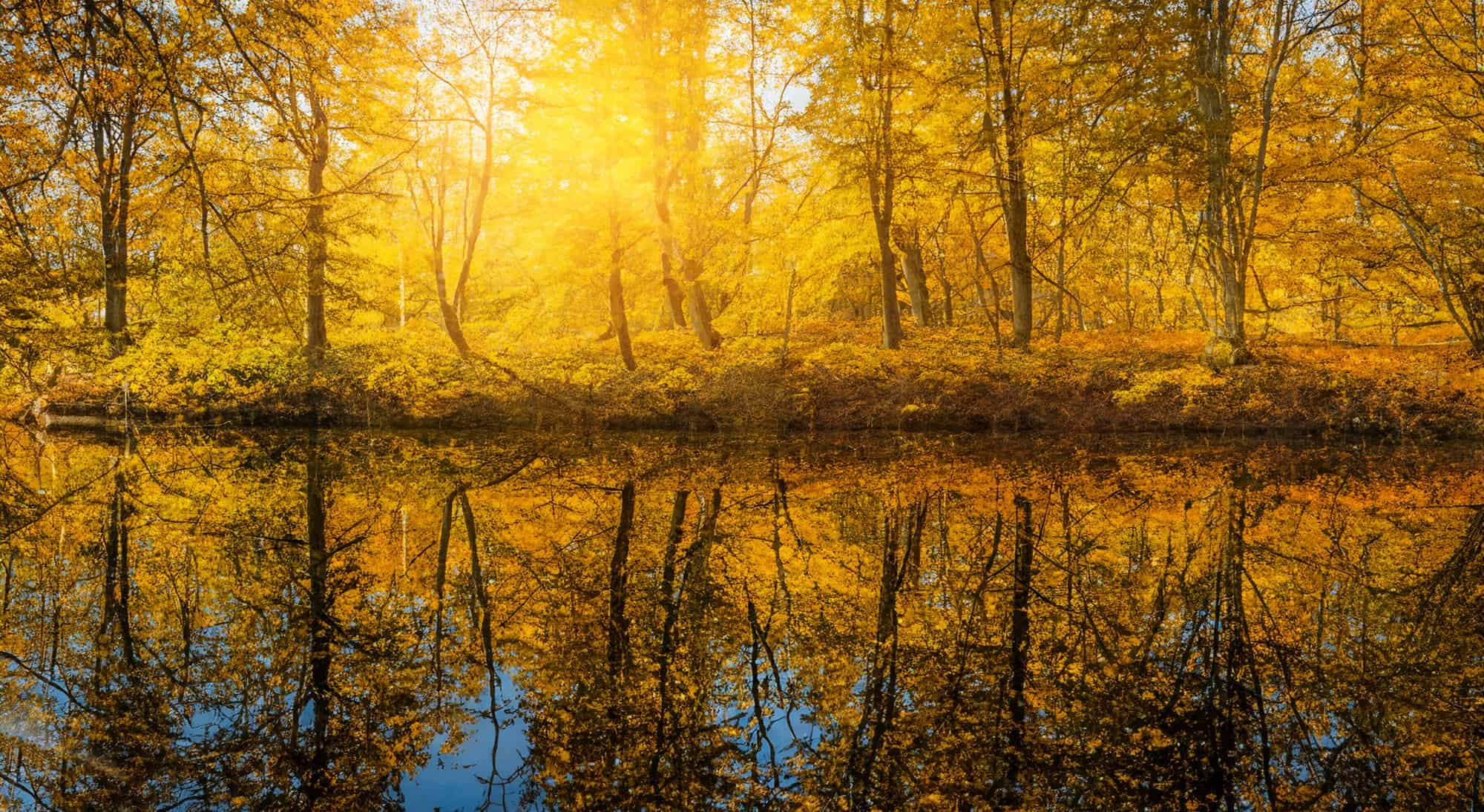 beautiful lake with a forest in autumn reflected with a ray of the sun in the background