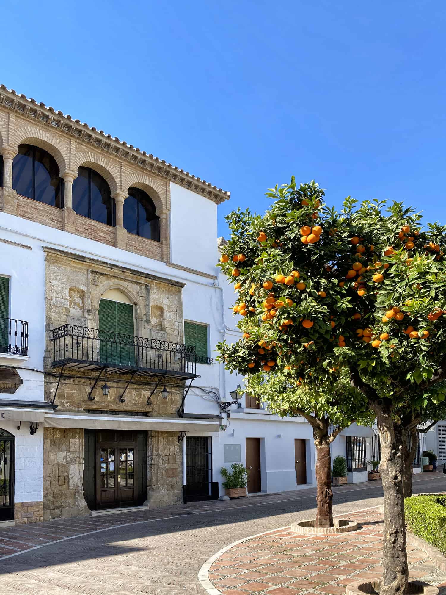 orange trees in Marbella