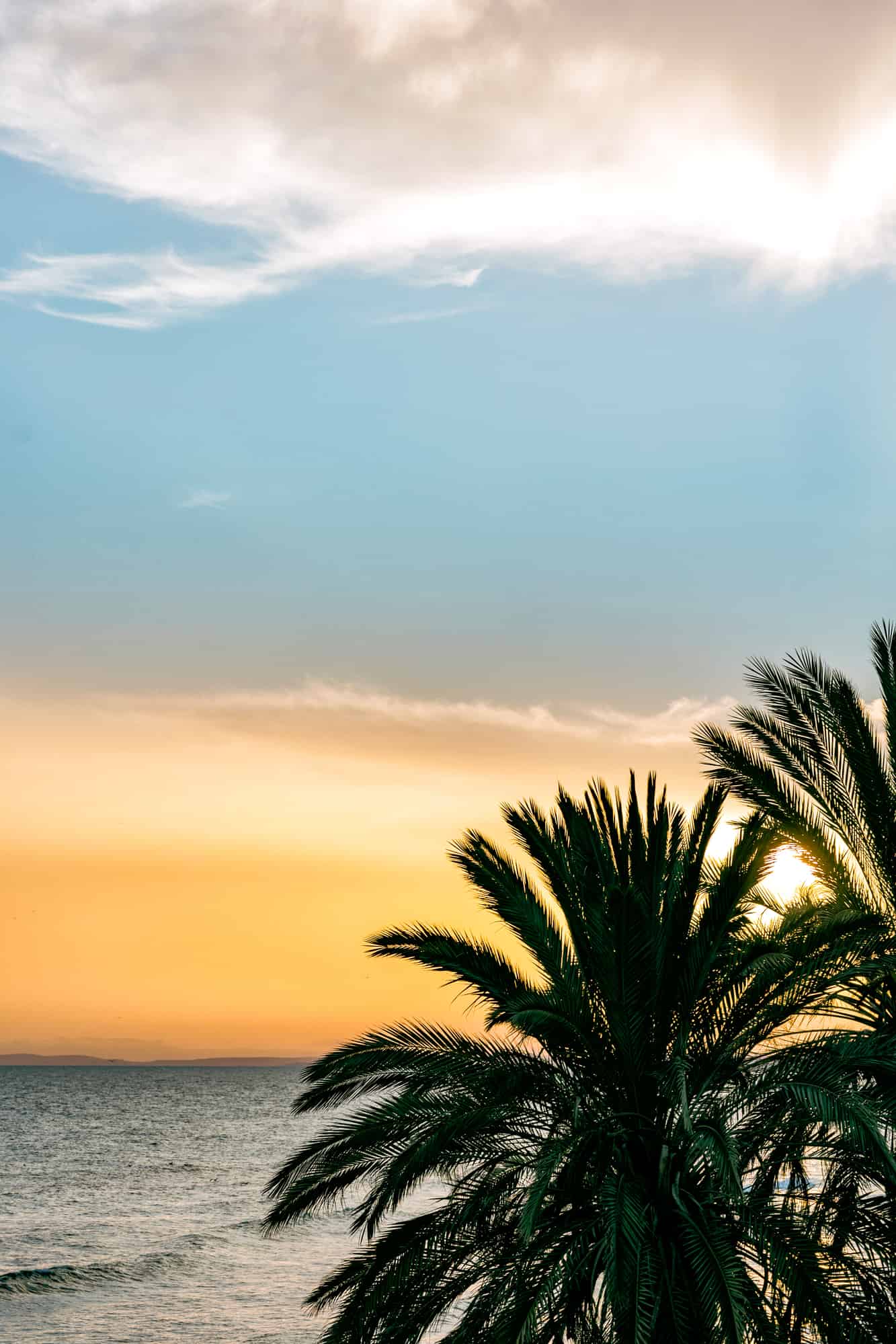 Palm tree silhouettes at sunset. Marbella, Spain. Colorful landscape