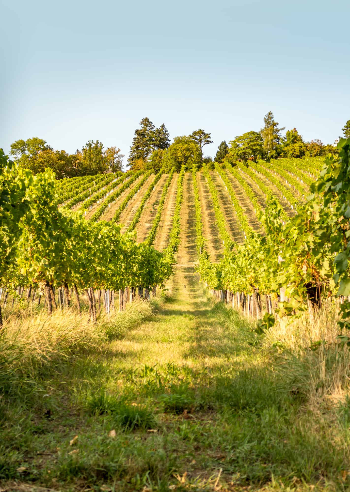 Scenic view on Vineyard rows on a hill in late summer