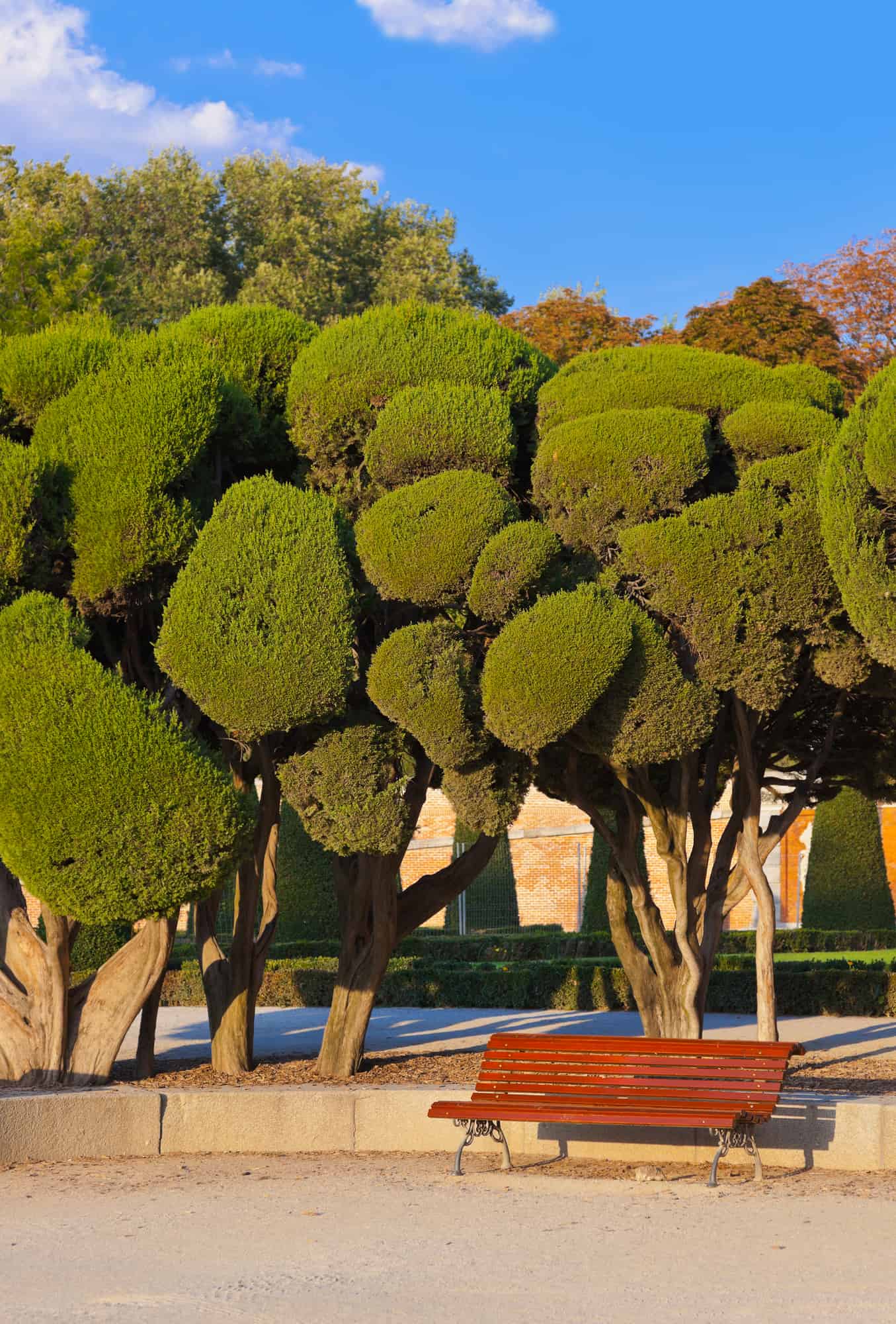 Trees at Retiro park - Madrid