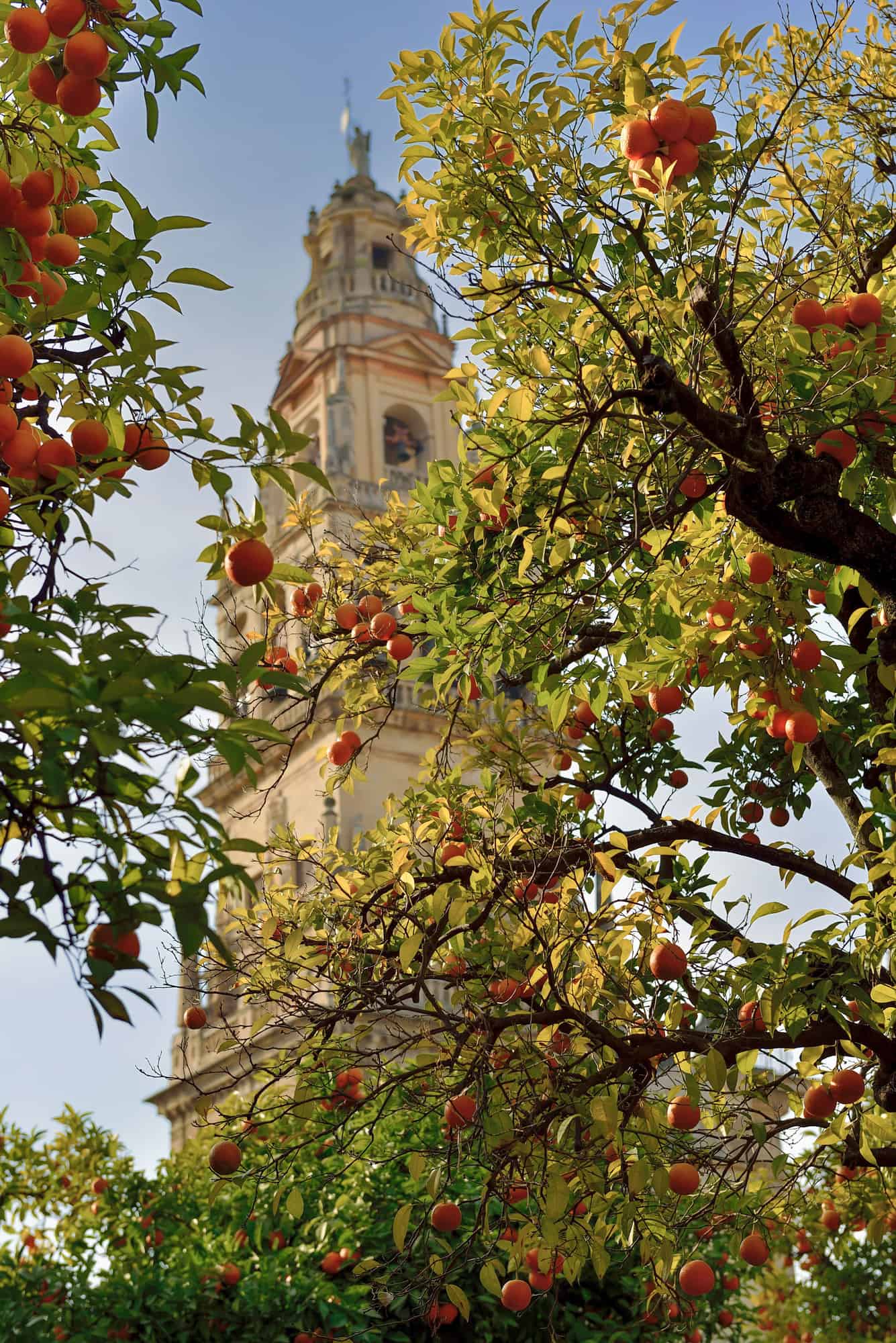 bell tower of Seville Cathedral or Seville Giralda