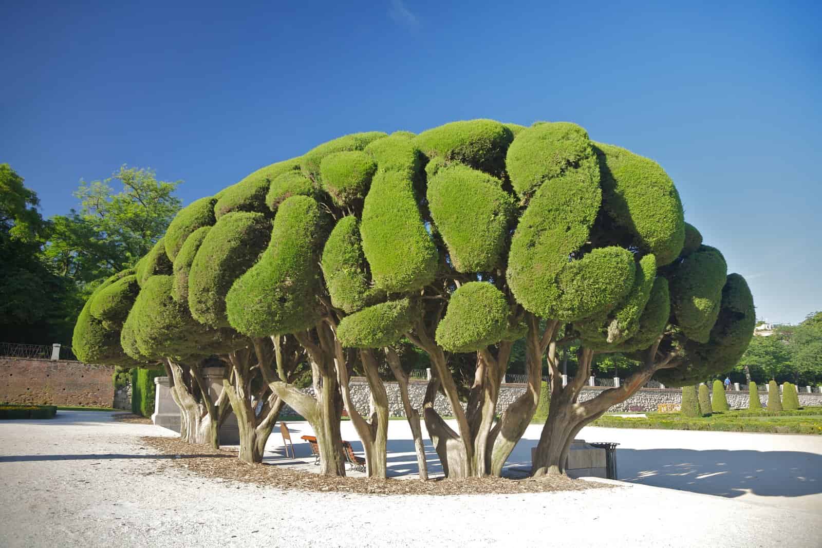 Tree in Madrid Retiro Park