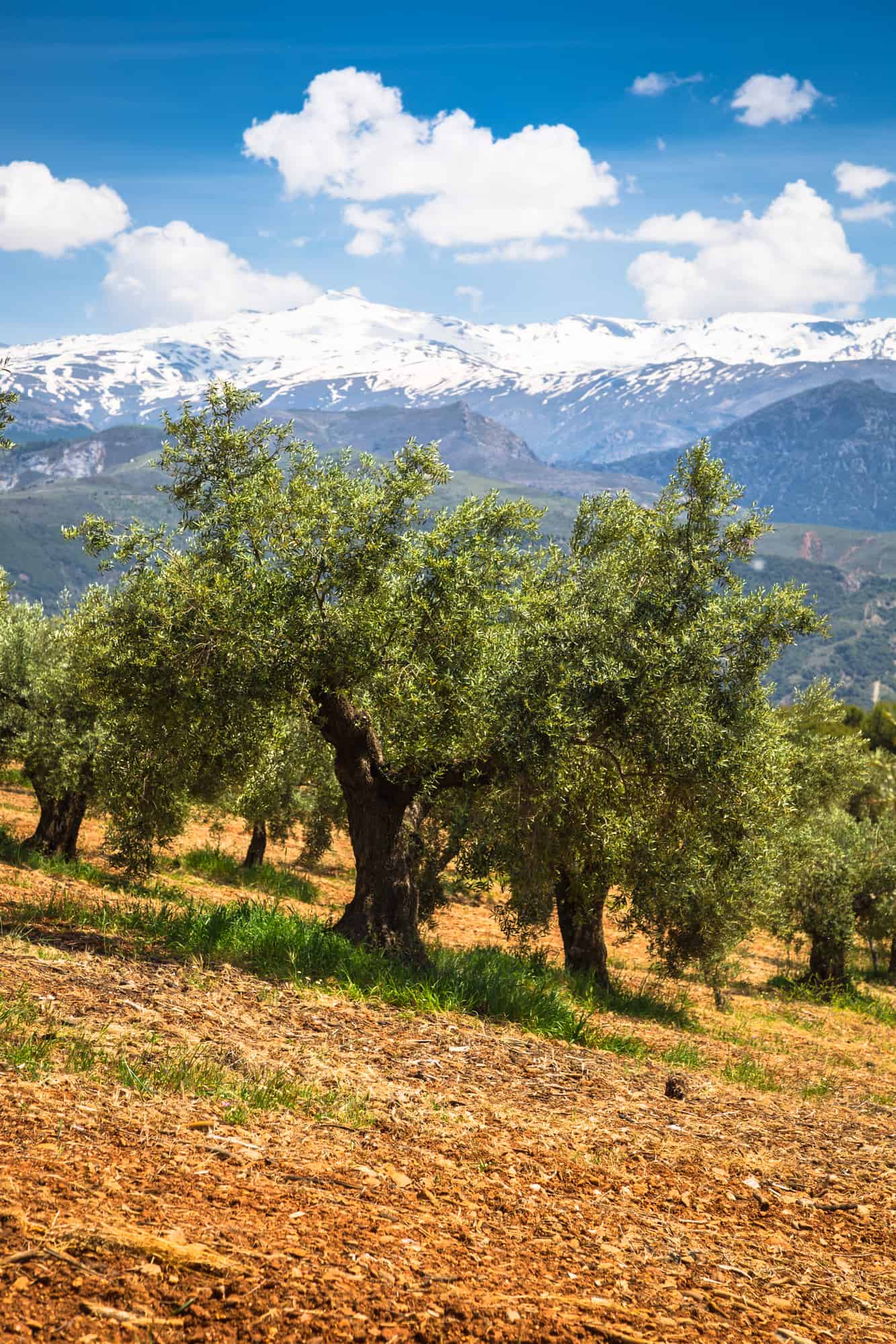 Beautiful valley with old olive trees in Granada, Spain