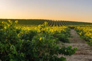 Vineyard at Rioja Alavesa, Basque Country, Spain in March