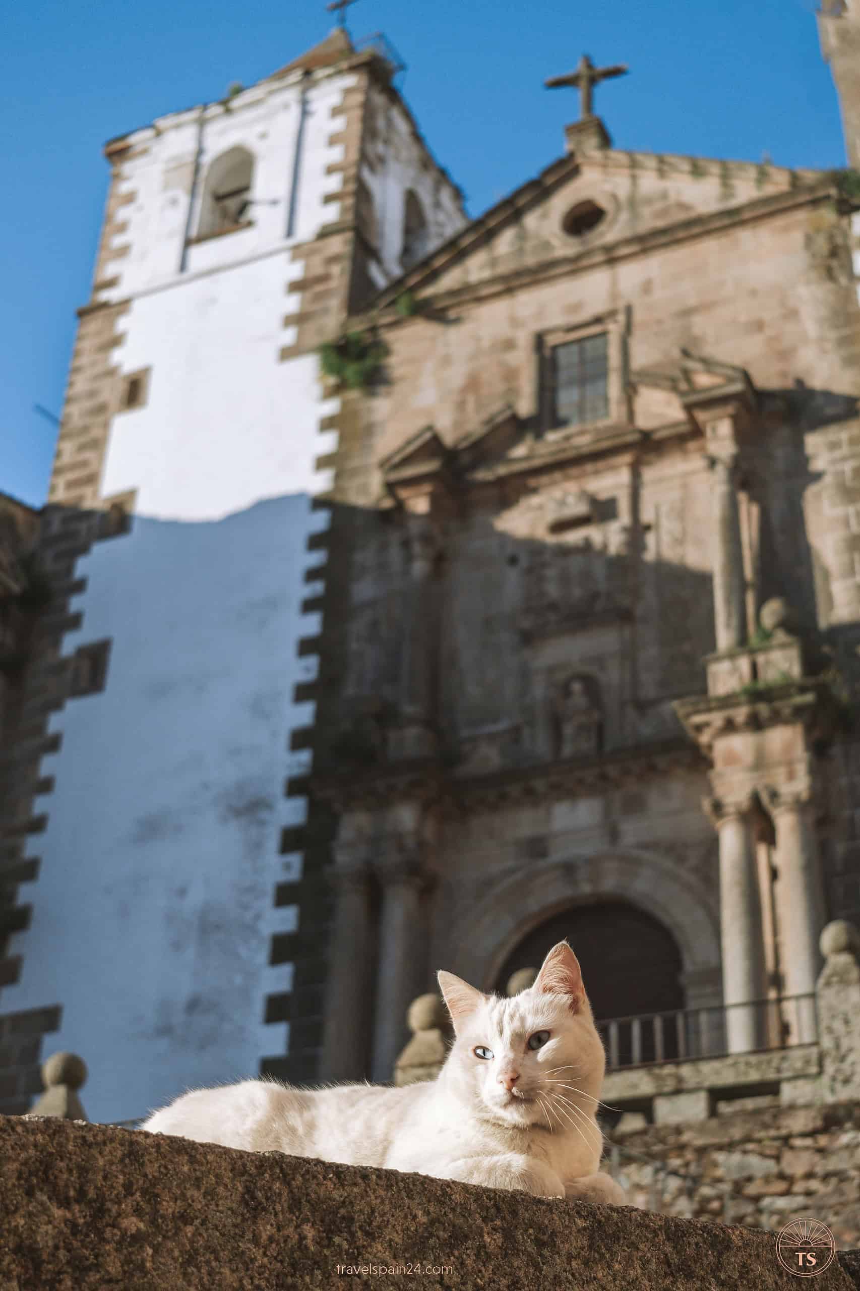 A white cat relaxing in front of the Church of San Francisco Javier in Cáceres, with the historical building softly blurred in the background.