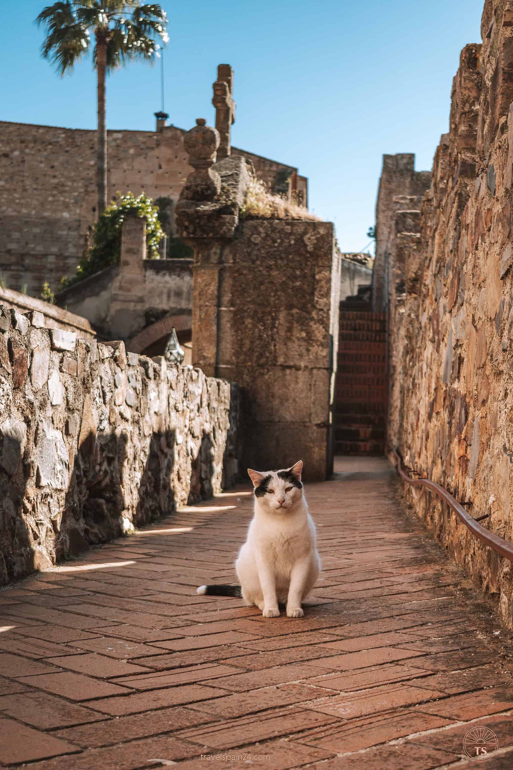 Another charming cat encounter, this time perched on the old city walls by Torre de Bujaco in Cáceres, adding a touch of whimsy to our exploration.