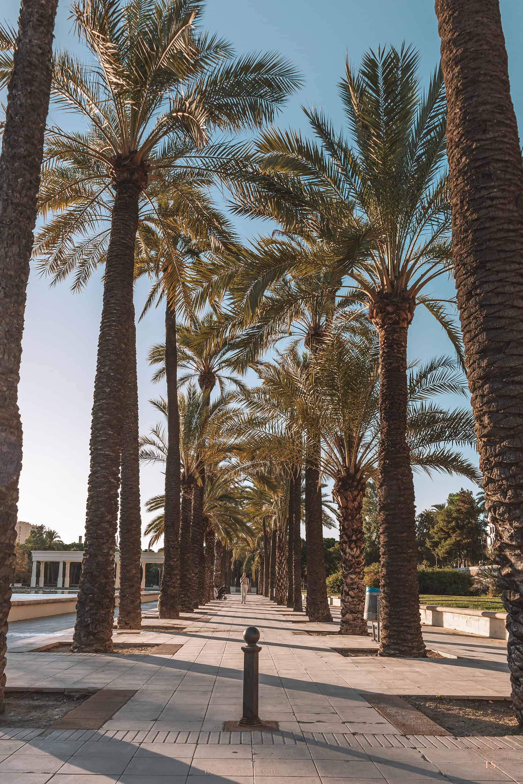Palm tree-lined pathway next to the Palau de la Musica de Valencia, offering a green, shaded walk through Turia Garden, perfect for music and nature lovers.