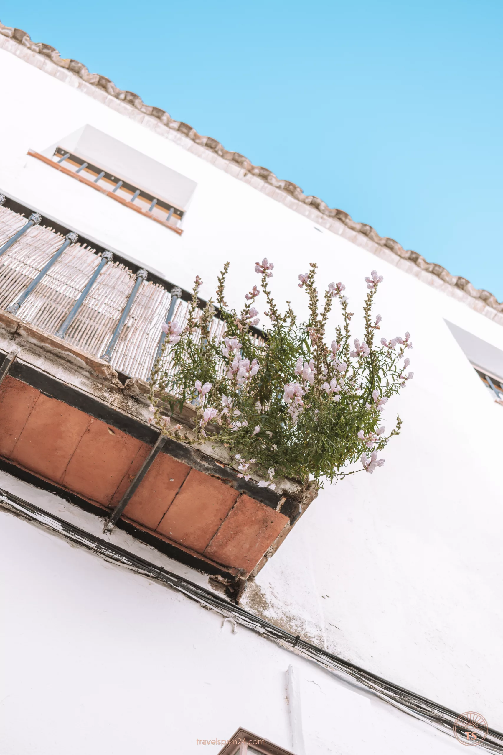 A charming balcony in Arcos de la Frontera, captured from below, adorned with flowers. The bright white walls contrast with the green branches and pink flowers.