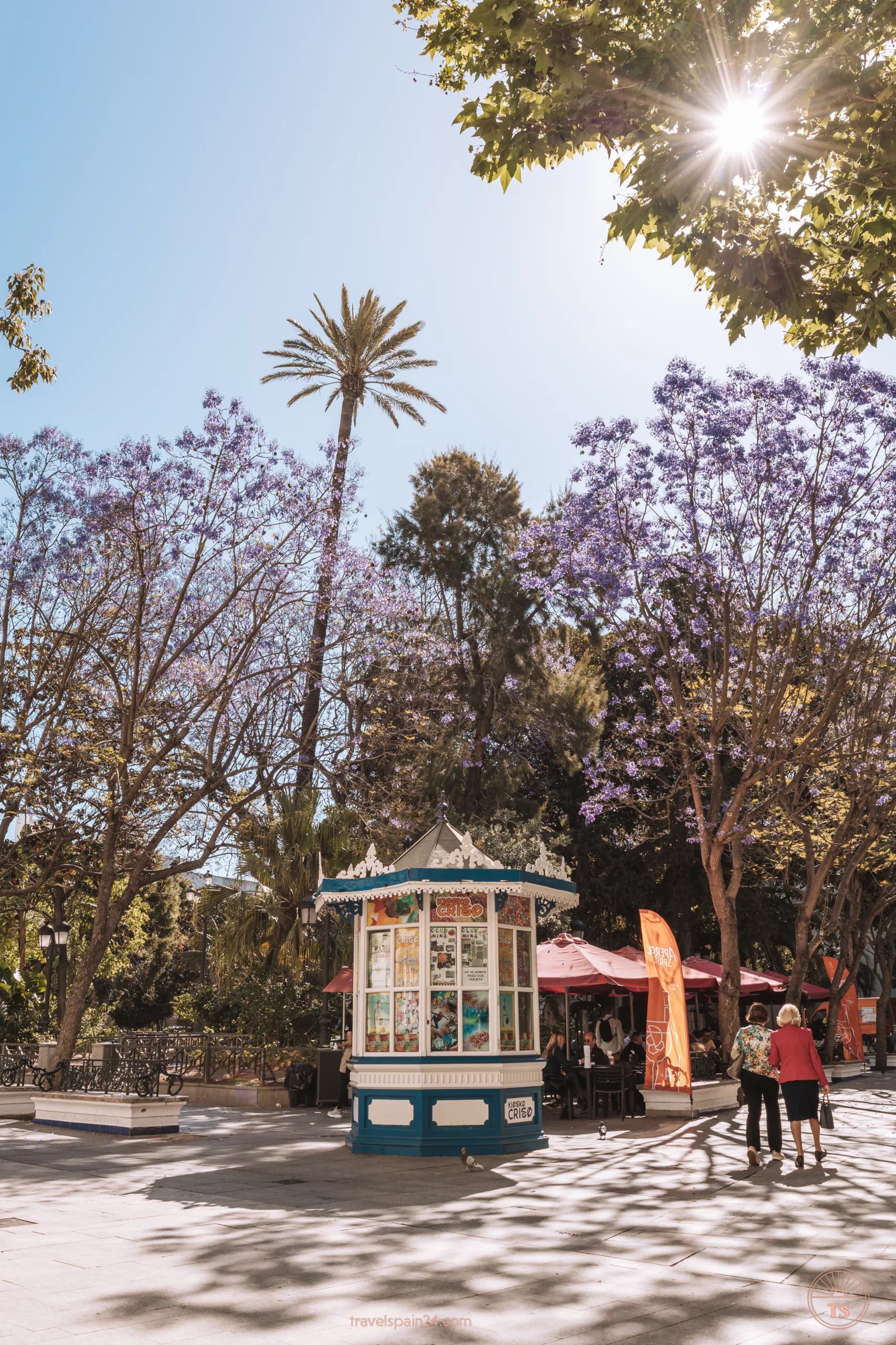 Plaza de Mina in Cadiz with beautiful jacaranda trees in full bloom. This picturesque scene is one of the Cadiz highlights, showcasing the natural beauty and serene atmosphere of the plaza.
