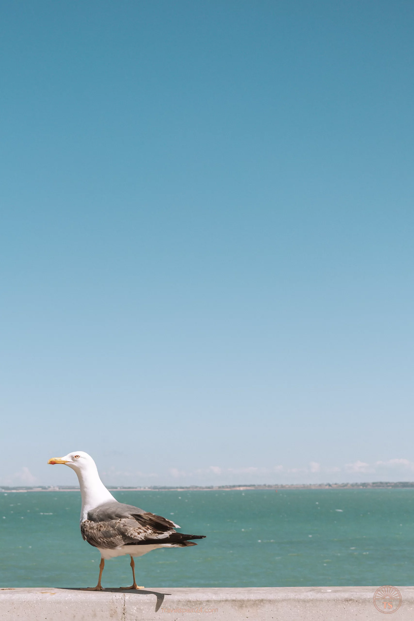 Close-up of a seagull, highlighting its detailed features and feathers. This image captures one of the coastal highlights commonly seen around Cadiz, reflecting the city's natural wildlife.
